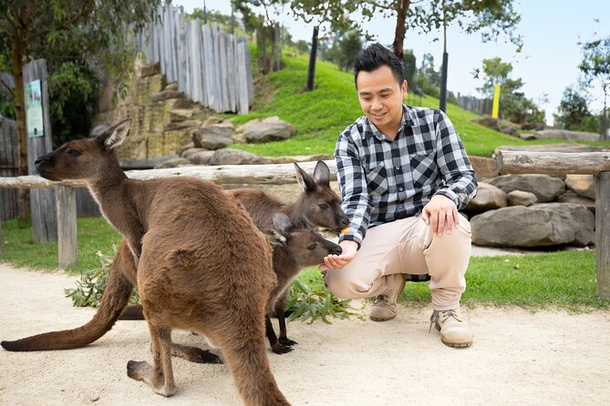 From Sydney: Blue Mountains with Zoo, Koala Photo & Scenic World - Cahill’s Lookout: a quieter panoramic send-off