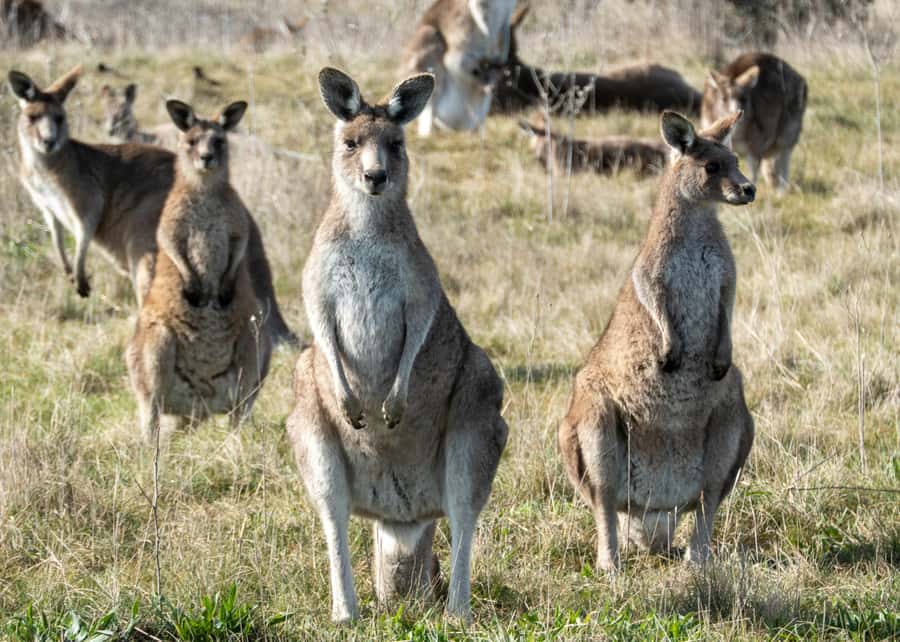 From Sydney: Full-Day Tour to Canberra - Why this Canberra day trip makes sense from Sydney
