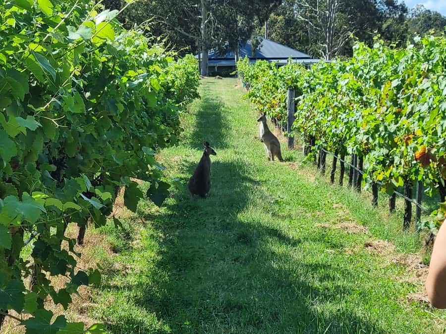 From Sydney: Hunter Valley Beer & Wine Group Tour - Hunter Valley in One Day, Without the Guesswork