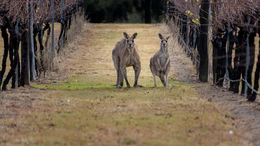 From Sydney: Hunter Valley Wine Tasting & Winery Picnic Tour - Quick takeaways