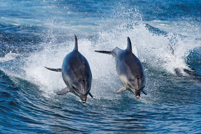 Full-Day Bruny Island Cruises Day Tour from Hobart - Key things to know before you go on Bruny Island Cruises