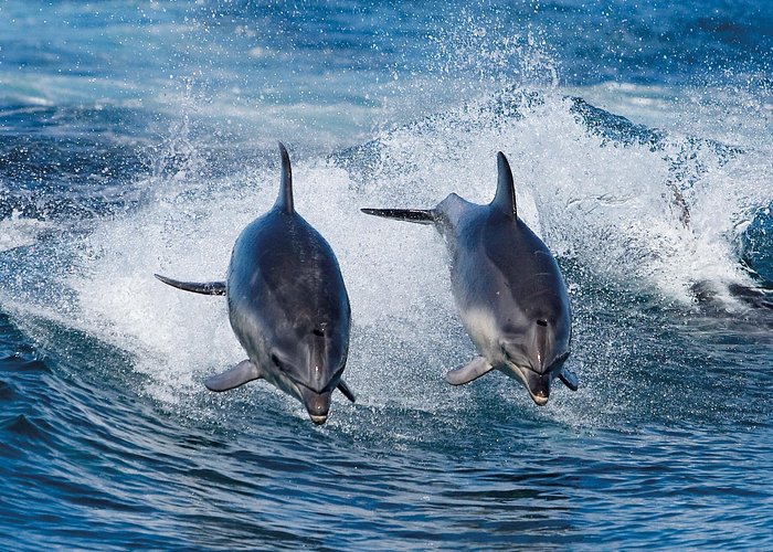 Full-Day Bruny Island Cruises Day Tour from Hobart - Guides, crew, and how the day stays fun, not chaotic