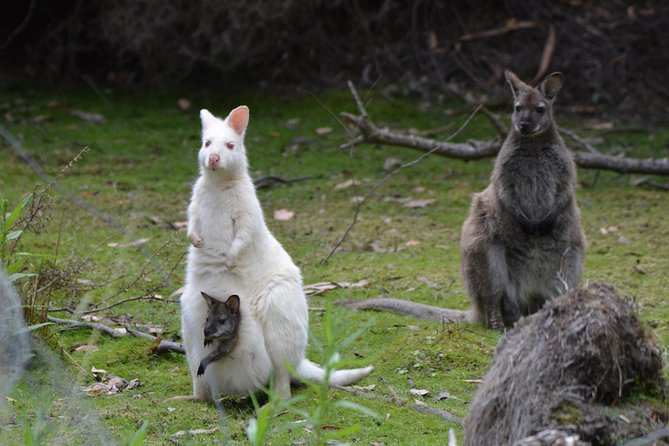 Full-Day Guided Bruny Island Tour from Hobart - How the day runs from Hobart pickup to being back for dinner