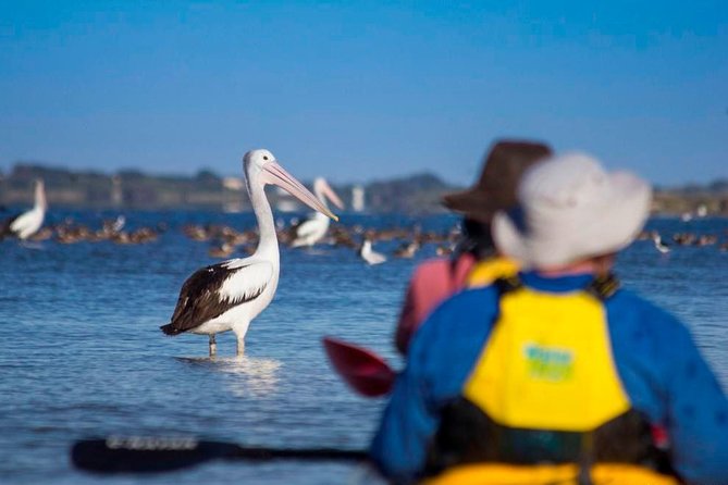 Full Day Kayaking Tour in Coorong National Park - Stop 1: Coorong National Park, where wildlife and tide matter