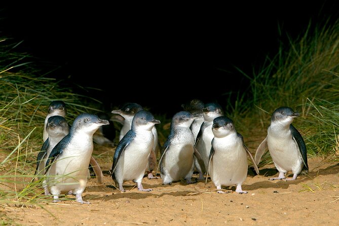 Full-Day Penguins and Wildlife Nature Experience from Melbourne - Moonlit Sanctuary Wildlife Conservation Park: your first big wildlife payoff
