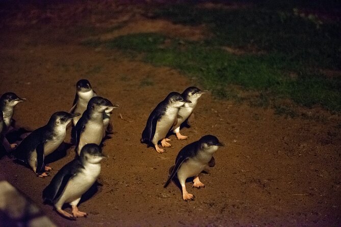 Full-Day Penguins and Wildlife Nature Experience from Melbourne - Cowes Esplanade: the easy scenic stroll and snack break