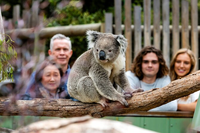 Full-Day Penguins and Wildlife Nature Experience from Melbourne - The Nobbies Centre and seal rocks views: boardwalks with big Bass Strait energy