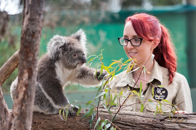 Full-Day Phillip Island Tour with Kangaroo, Koala and Penguin Parade - Key things I’d prioritize on this day trip
