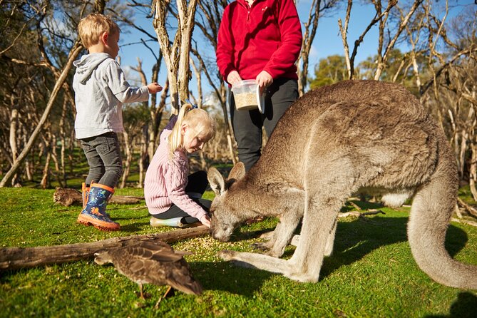 Full-Day Phillip Island Tour with Kangaroo, Koala and Penguin Parade - What the day feels like on the ground