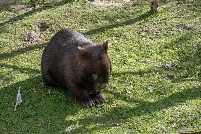 Full-Day Phillip Island Tour with Kangaroo, Koala and Penguin Parade - Cowes: where you get the local-town vibe