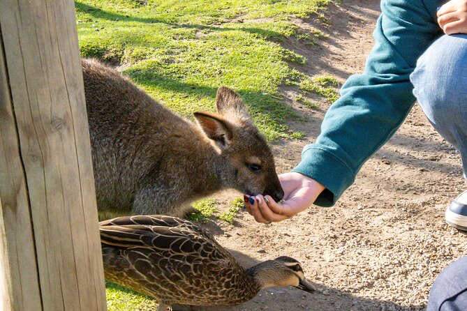 Full-Day Phillip Island Tour with Kangaroo, Koala and Penguin Parade - The Nobbies Centre: volcanic rocks and fur seal viewing