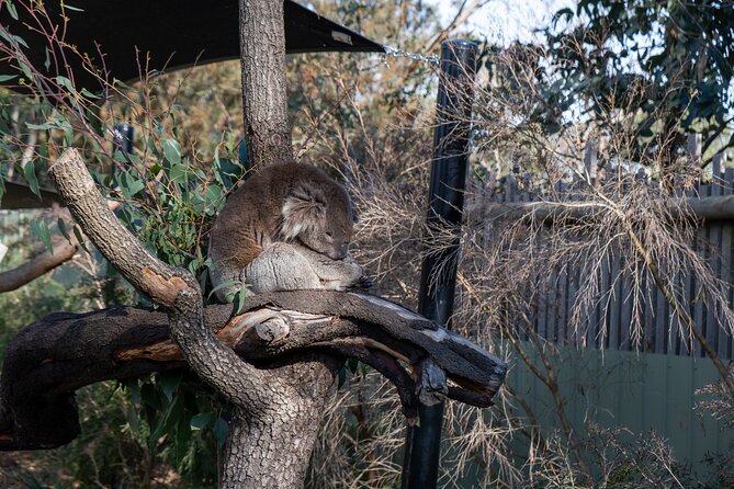 Full-Day Phillip Island Tour with Kangaroo, Koala and Penguin Parade - How the timing can work for you, or against you