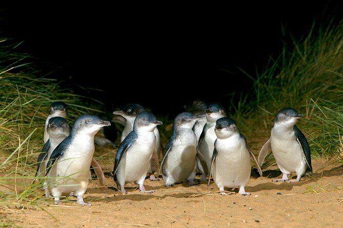 Full-Day Phillip Island Tour with Kangaroo, Koala and Penguin Parade - Moonlit Sanctuary Wildlife Conservation Park: where the animal time happens