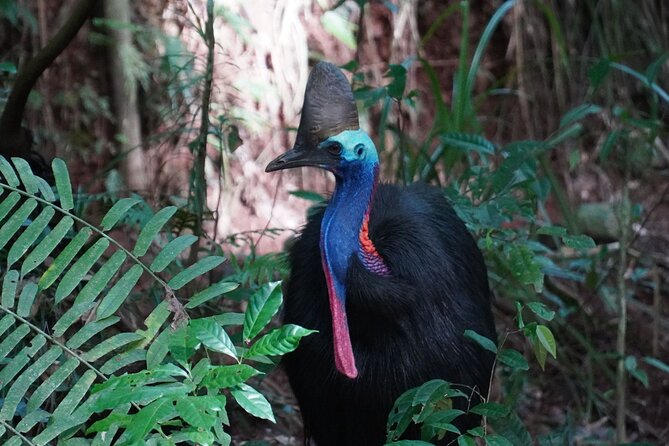 Fun, Falls and Forests Day Trip from Cairns - Swimming Gear and Safety Tips That Actually Help
