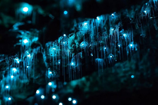 Glow-worms, Waterfalls & Rainforest Experience - Stop At The Lookout, Then Go For The Waterfall Swim