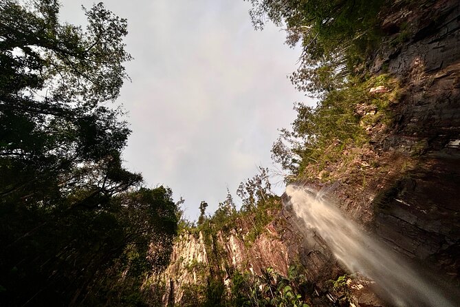 Glow-worms, Waterfalls & Rainforest Experience - Glowworms At Night: What You Should Expect In Person