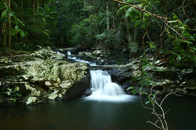 Glow-worms, Waterfalls & Rainforest Experience - The Forest Dinner: Organic, Vegan, And Actually Enjoyable