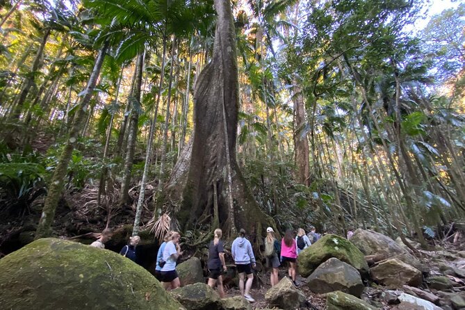 Glow-worms, Waterfalls & Rainforest Experience - 6 Hours, Real Walking, Small-Group Pace
