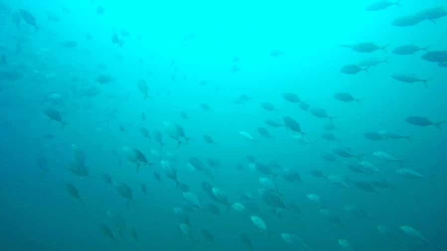 Gold Coast: 3-Day PADI Open Water Course - What those confined-water sessions really do for you