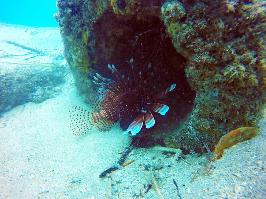 Gold Coast: 3-Day PADI Open Water Course - Certification that stays valid for life, with a clear maximum depth