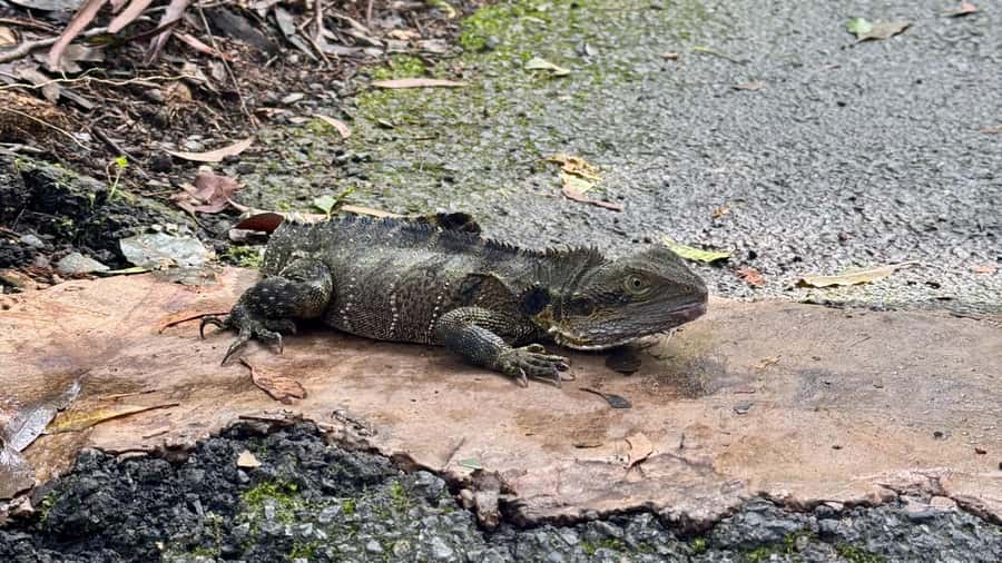Gold Coast: 6 Waterfalls, Koalas & Natural Bridge Day Tour - Small-group transport, snacks, and the photo rhythm that keeps you happy