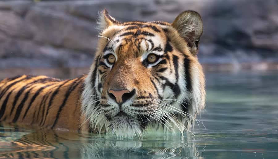 Gold Coast: Dreamworld 1-Day Entry Ticket - Who Should Book Dreamworld, and Who Might Want a Different Plan