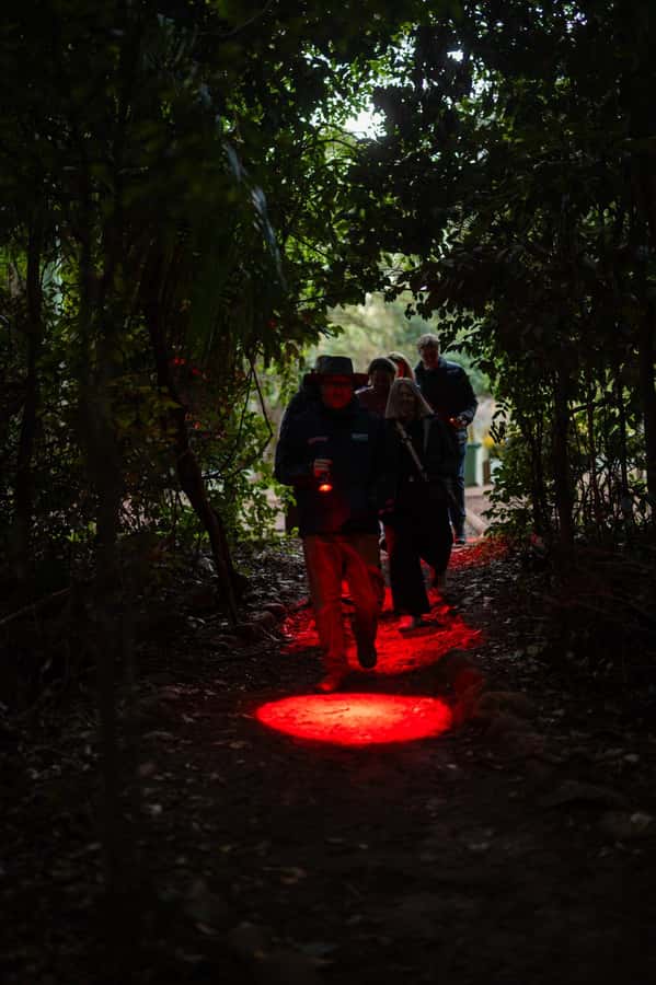 Gold Coast: Evening Rainforest and Glow Worm Experience - Key highlights worth getting excited about
