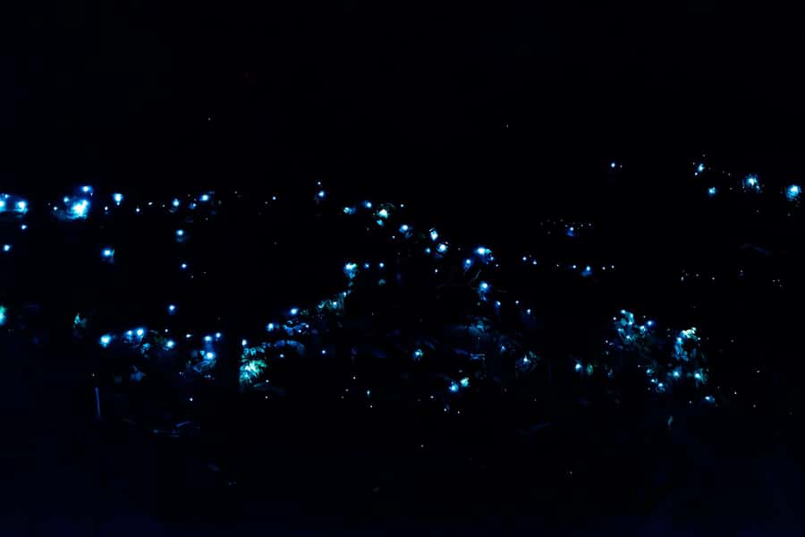 Gold Coast: Evening Rainforest and Glow Worm Experience - Entering Tamborine National Park after dark