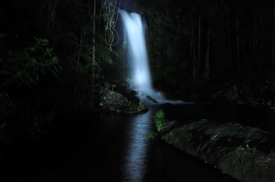 Gold Coast: Evening Rainforest and Glow Worm Experience - The warm drink and cake stop that keeps the night moving