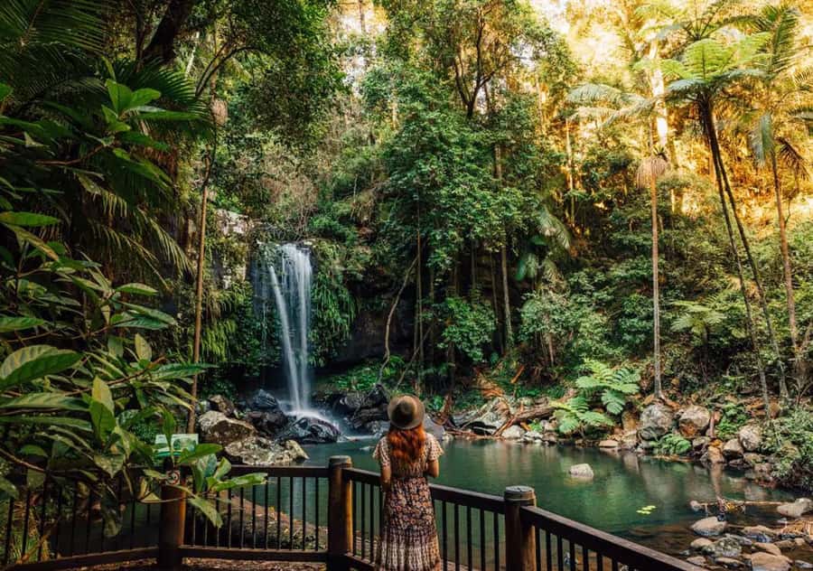 Gold Coast: Hop on Hop off Bus to Tamborine Mountain - Key Points Worth Knowing Up Front