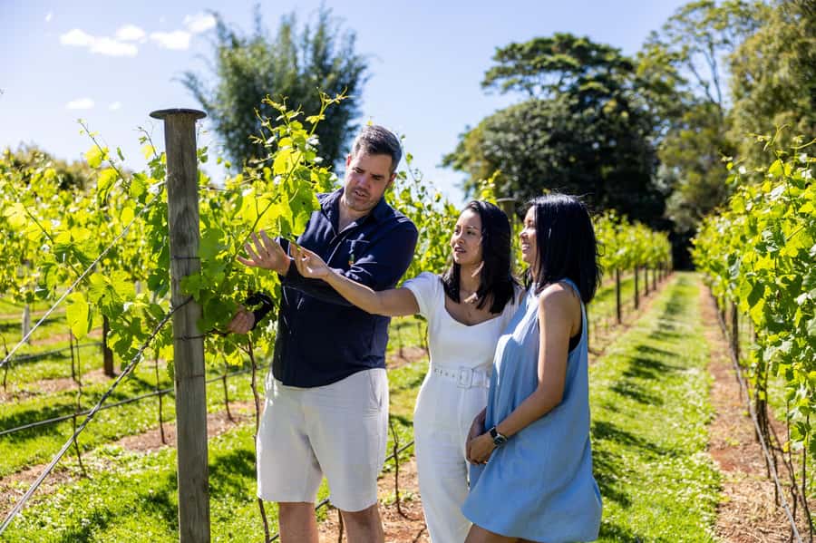 Gold Coast: Hop on Hop off Wine Tasting Tour to Mt Tamborine - Key points worth knowing before you book