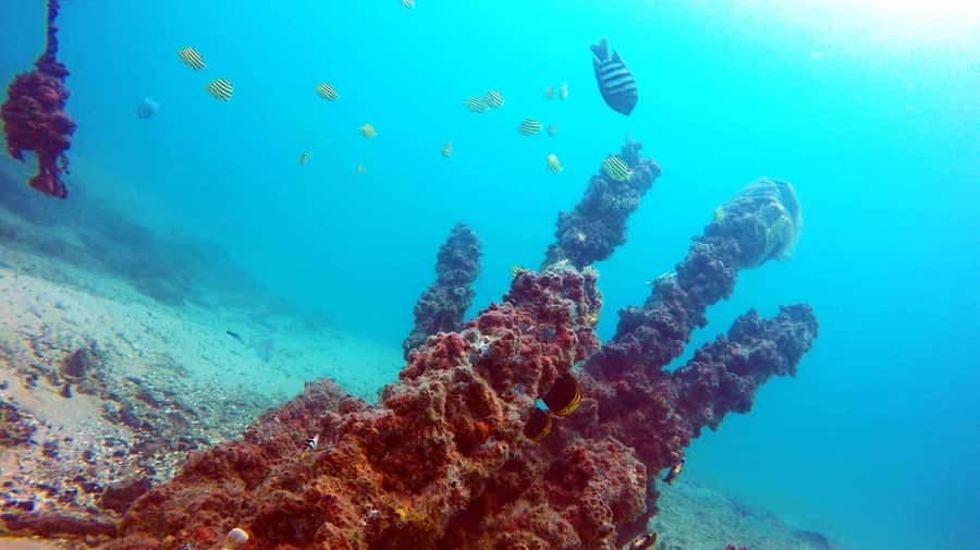 Gold Coast: Introductory SCUBA Diving Experience - Key Highlights You’ll Care About