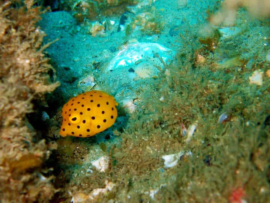 Gold Coast: Introductory SCUBA Diving Experience - Boogie Board Time and the Post-Water Relaxation