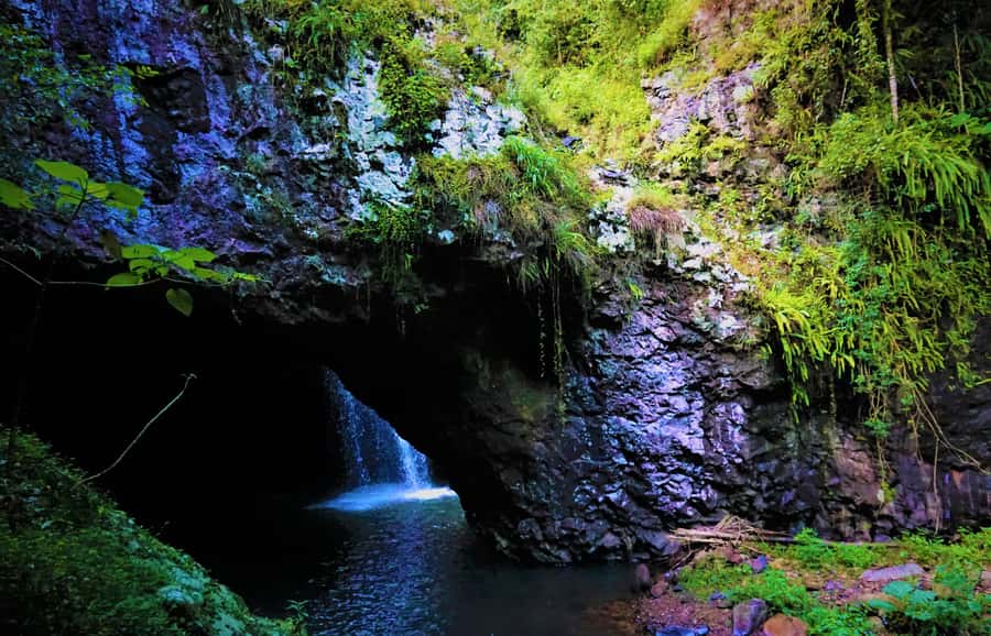 Gold Coast: Kangaroos, Rainforest & Waterfalls Experience - Key highlights you should know