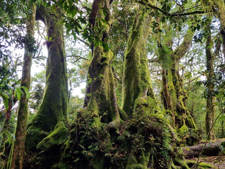 Gold Coast: Kangaroos, Rainforest & Waterfalls Experience - Why this day works: wildlife first, waterfalls second