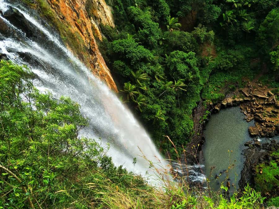 Gold Coast: Kangaroos, Rainforest & Waterfalls Experience - Natural Bridge and Springbrook scenic drive: set your eyes before the hike