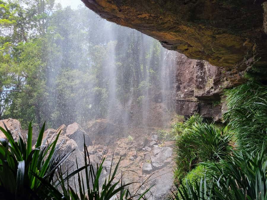 Gold Coast: Kangaroos, Rainforest & Waterfalls Experience - Springbrook rainforest walking: where the day slows down