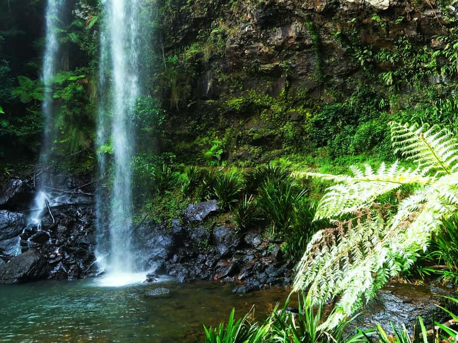 Gold Coast: Kangaroos, Rainforest & Waterfalls Experience - Gold Coast pickup and the calm start you need