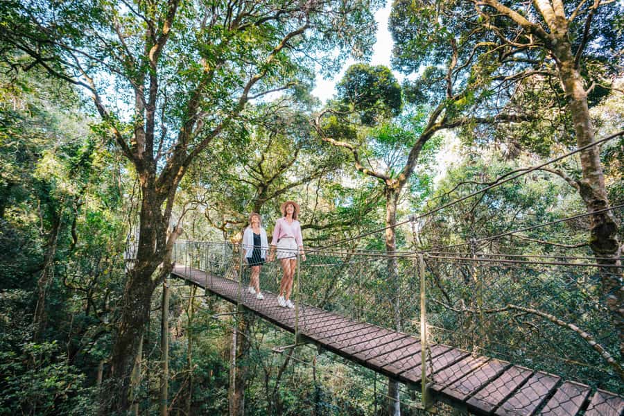 Gold Coast: Lamington Treetops, Wildlife and Vineyard Visit - Key highlights worth your attention