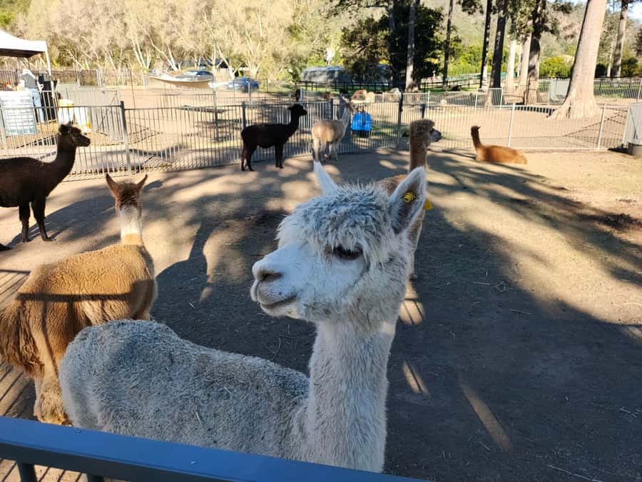 Gold Coast: Lamington Treetops, Wildlife and Vineyard Visit - Price and value: is $91 worth your 7-hour day?