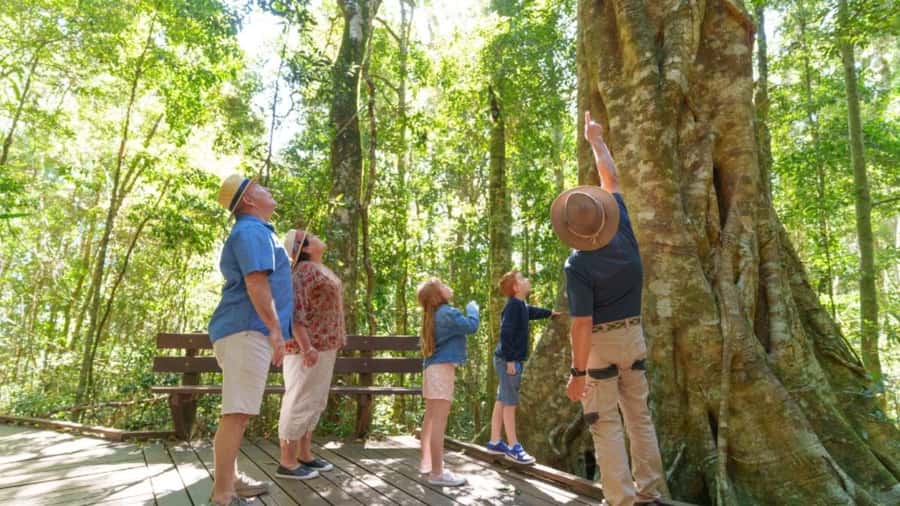 Gold Coast: Lamington Treetops, Wildlife and Vineyard Visit - Should you book this Lamington Treetops, Wildlife and Vineyard day?