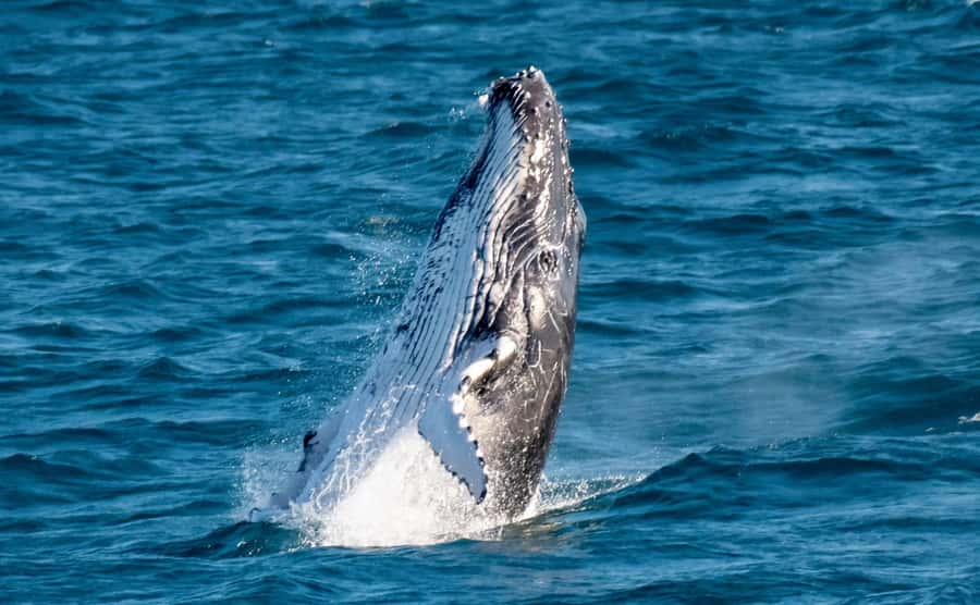 Gold Coast: Luxury Whale Watching Tour - Key takeaways before you book