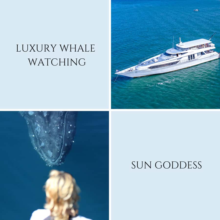 Gold Coast: Luxury Whale Watching Tour - Should you book Gold Coast Luxury Whale Watching Tour?