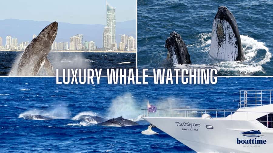 Gold Coast: Luxury Whale Watching Tour - Sun Goddess on the water: a 34 metre luxury setup for humpbacks