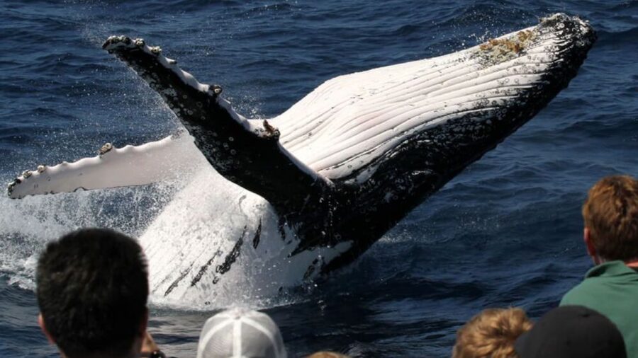 Gold Coast: Luxury Whale Watching Tour - Marine biologist talk, games, and the kids onboard treats