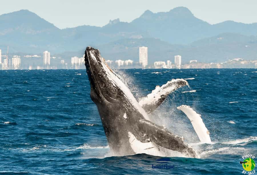 Gold Coast: Luxury Whale Watching Tour - Whales, the 100% sightings promise, and what to do if the sea is quiet