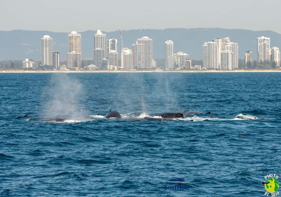 Gold Coast: Luxury Whale Watching Tour - Coffee, tea, and the licensed bar: what you pay for