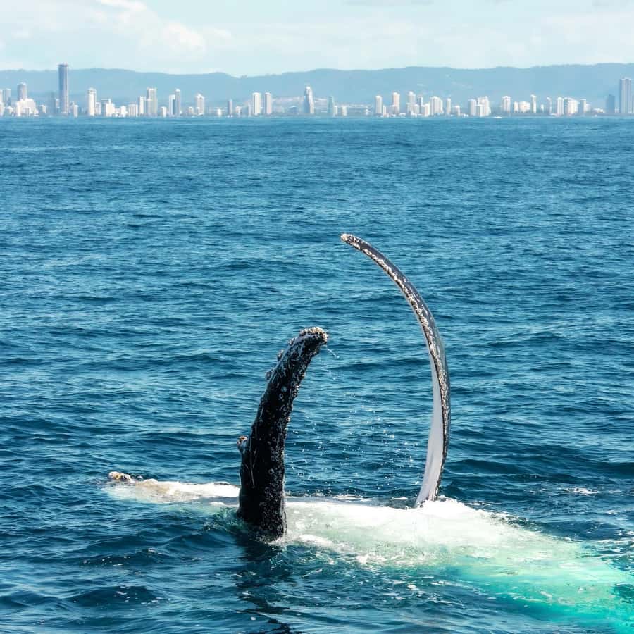 Gold Coast: Luxury Whale Watching Tour - Is $53 good value on this Gold Coast whale cruise?