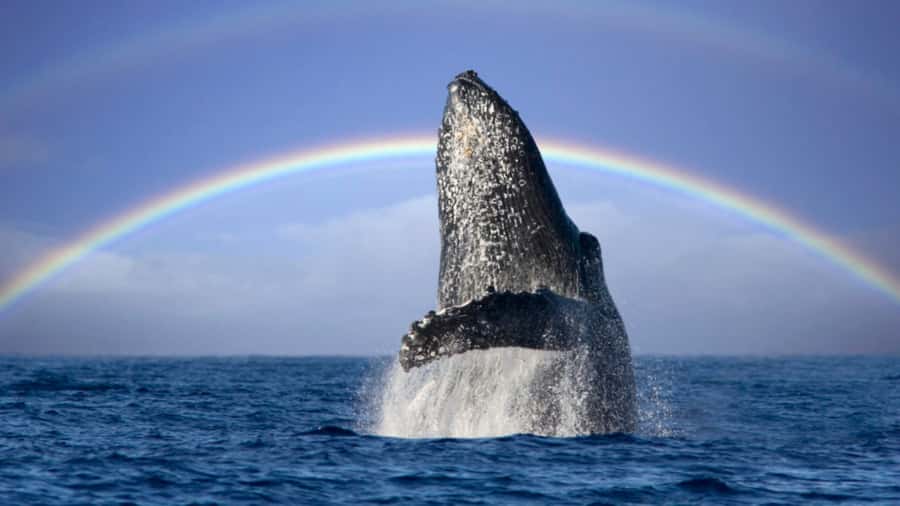 Gold Coast: Luxury Whale Watching Tour - Who should book, who should skip (motion, mobility, and expectations)