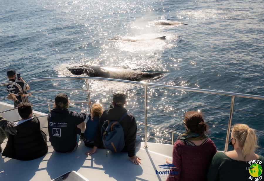 Gold Coast: Luxury Whale Watching Tour - Where to meet at Mariners Cove and how the 9:00am and 1:30pm trips run